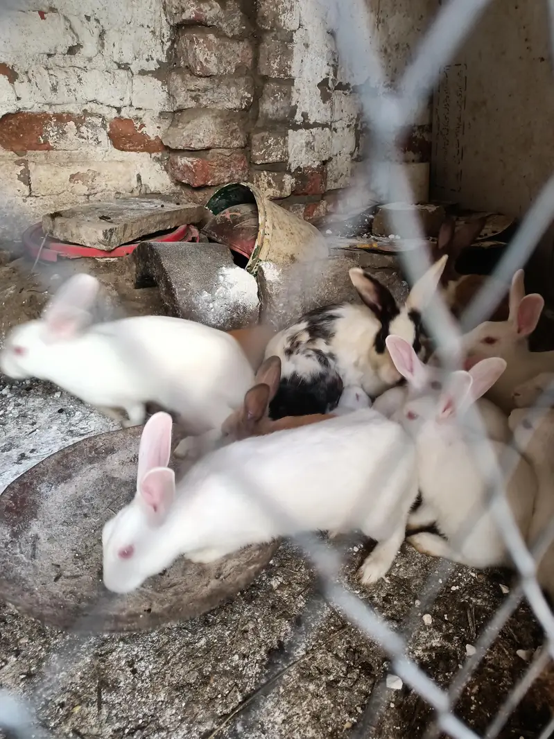 Rabbits red eye and colorfull whtsapp 03453900858 — photo 6
