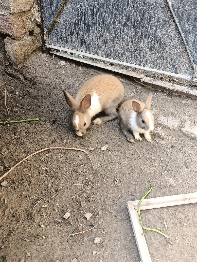 Rabbits red eye and colorfull whtsapp 03453900858 — photo 7