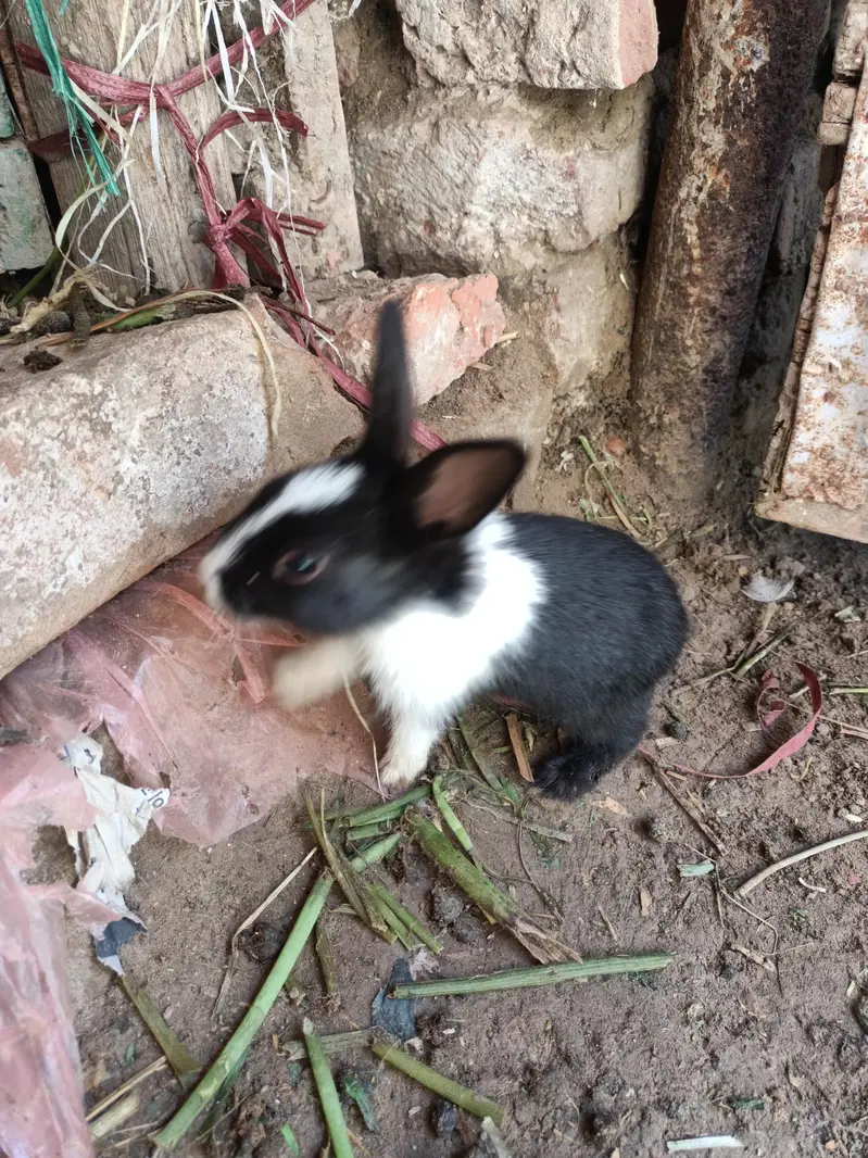 Rabbits red eye and colorfull whtsapp 03453900858 — photo 8