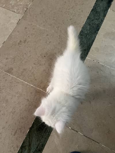 Persian kitten