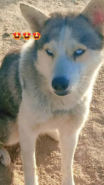best female Siberian husky dog argant sale