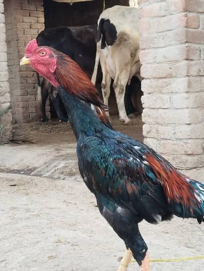 aseel Sindhi and mian wali pathy for sale price difreent