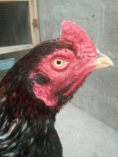 aseel lasani breed  ha 03242476552 only warsap and call