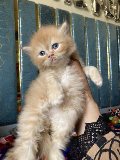 Persain kittens for sell triple coated