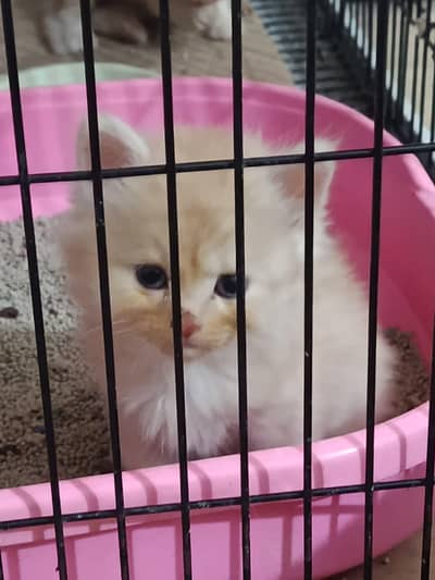 Persian Kittens Male & Female