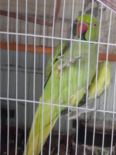 GREEN RINGNECK MALE TALKING ON MOOD