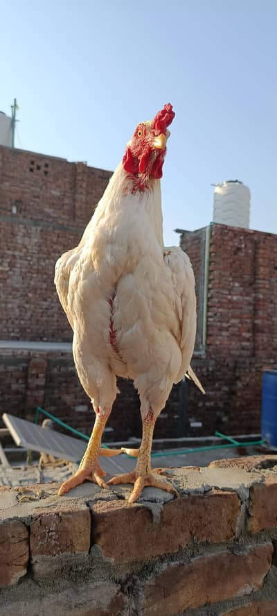 white heera bredar or chkis. 03067901675