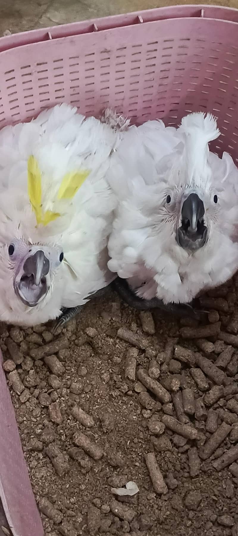 tritron sulphur cross chicks available 0