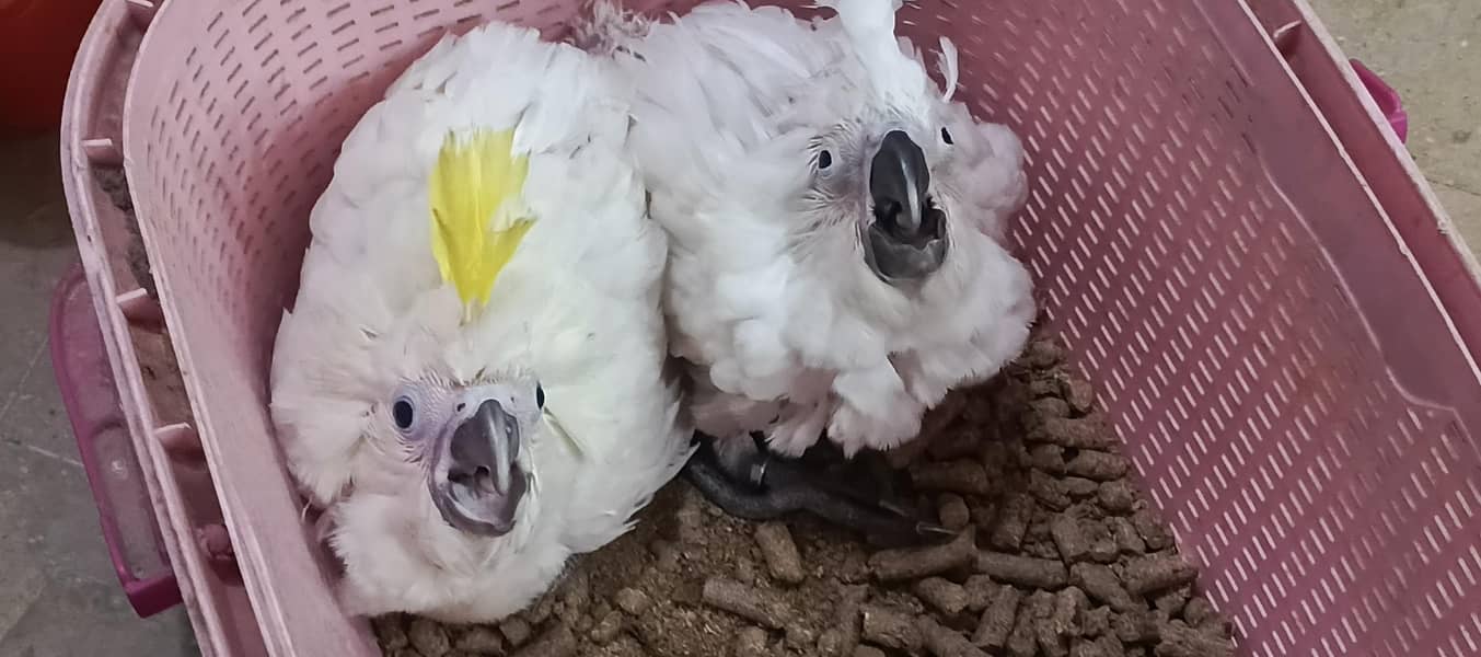 tritron sulphur cross chicks available 1
