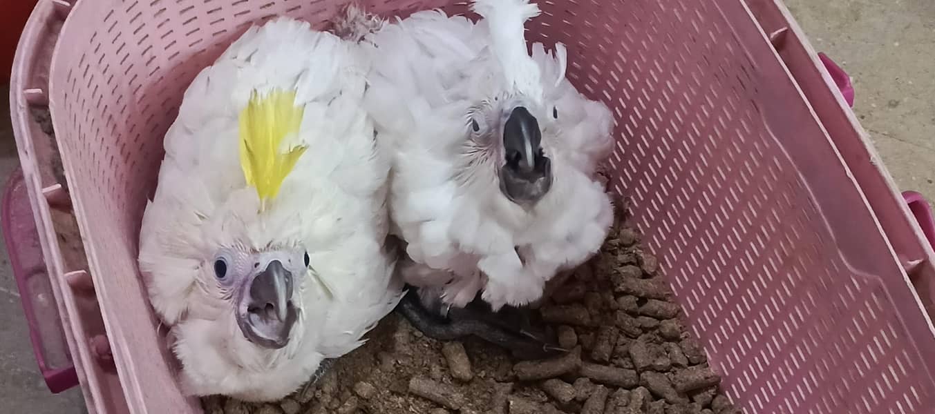 tritron sulphur cross chicks available 2