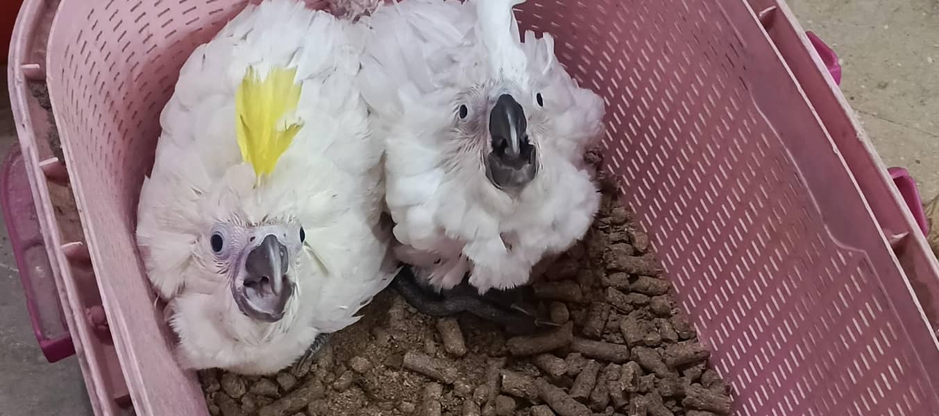 tritron sulphur cross chicks available 3
