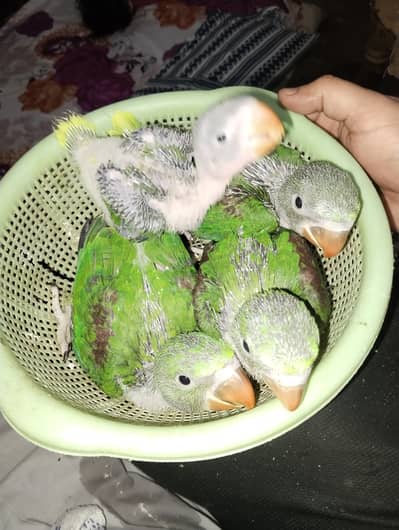 Kashmiri raw parrot chicks