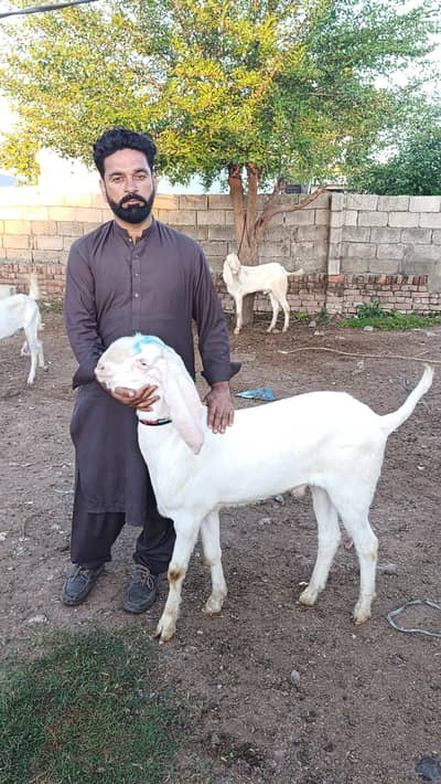 Rajanpuri bakra