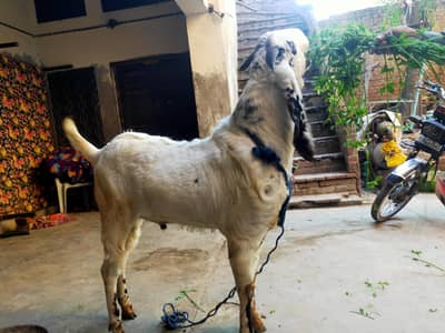 Qurbani Bakra