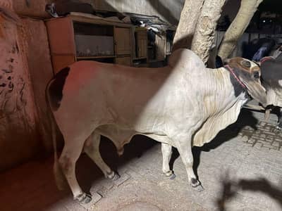 qurbani 2026 2 dath janwar Available for sale whatsapp 03352725761