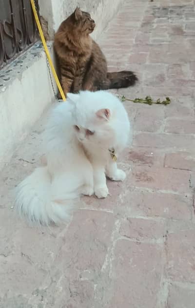 Persion female cats cross bi krvai hoi hn dono