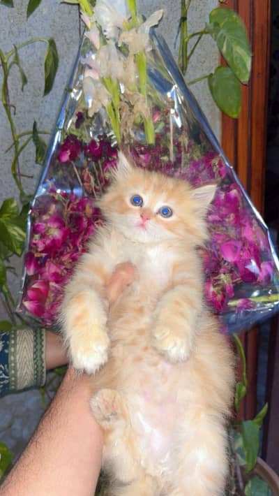 Persian triple coded kitten , semi  punch face