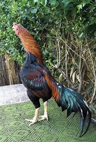 king lakha breeder Aseel Murgha 03444859901