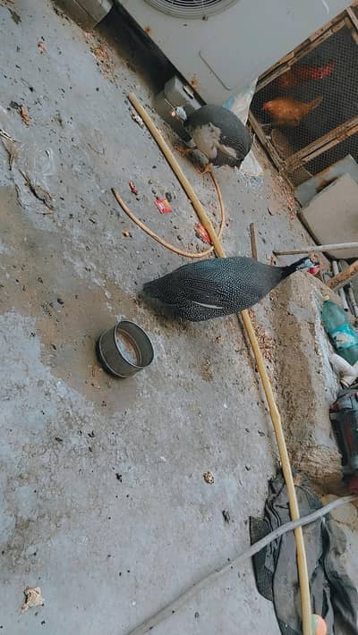 Guinea fowl pair