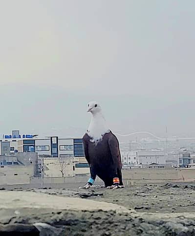 karbalai pair Black female and red male