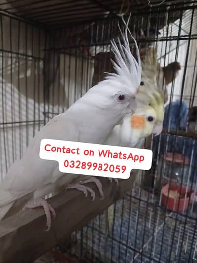 breeder pair of cockatiel