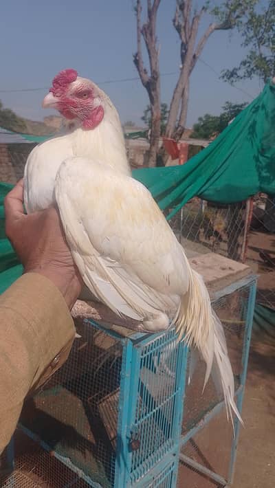 heera breed