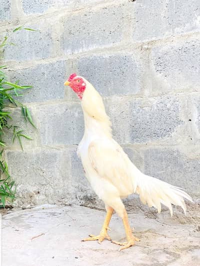 heera aseel for Sale