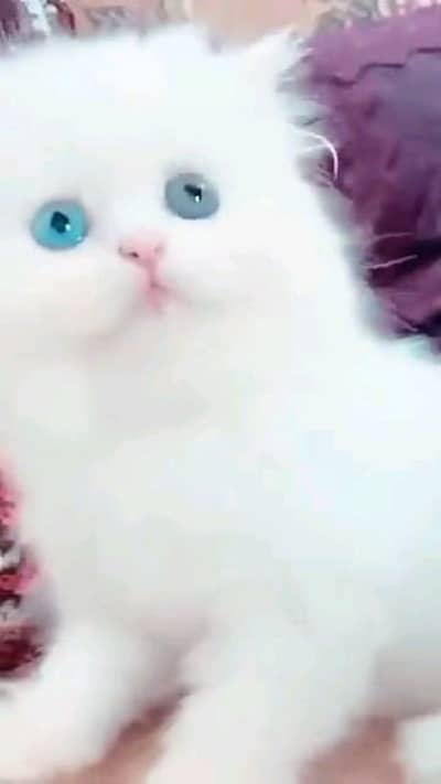 Persian cat for sale male female vaccine clear
