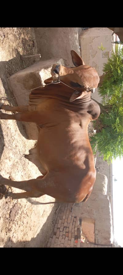 Qurbani ka healthy bachra 5 mann weight for sale