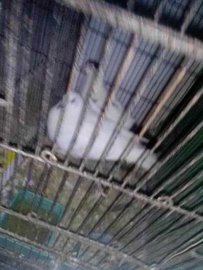 healthy and active  only serious buyer can contact me 03422956864 only