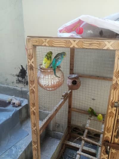 Budgie parrots