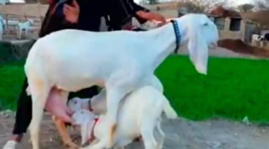 2 Bacchon ka sath Gulabi Bakri For Sale, 03704815728