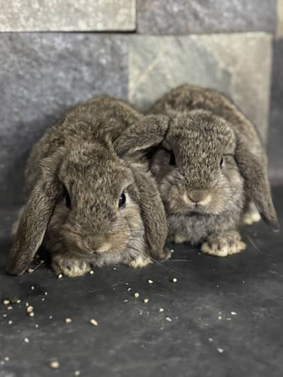 Holland loop punch face