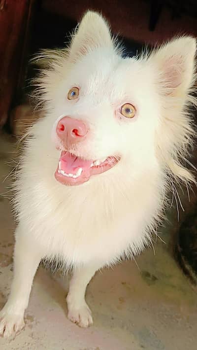 pink nose Russian dog