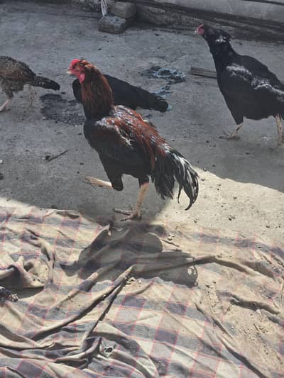 Aseel 1 male /5 big murghee