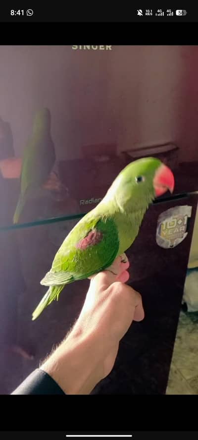 Raw Parrot chick for sale 03351977509 What's up phr sms kirna