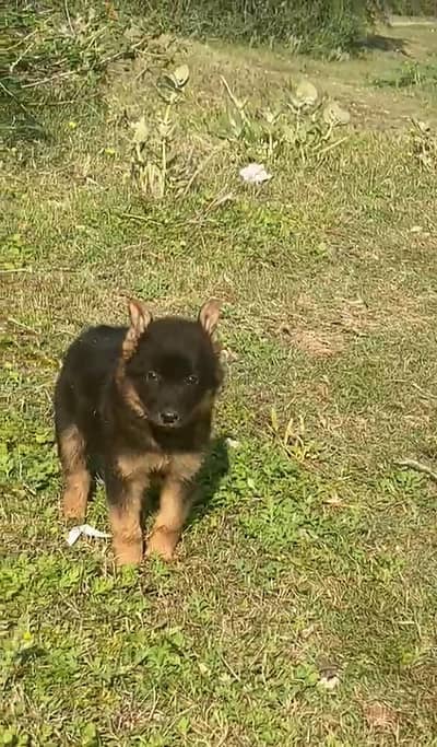 Garman Shapherd Female 03298202490