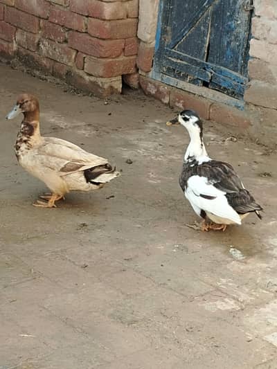 Ghr ki Ducks