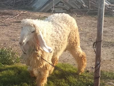 Kajla Chatra QURBANI 2026