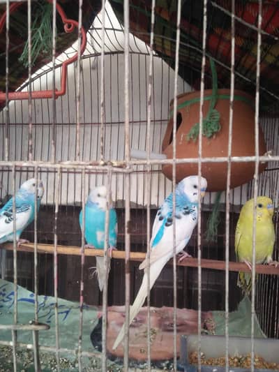 four male argent sale