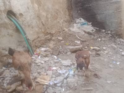 2 murgiyan hu 1 murga