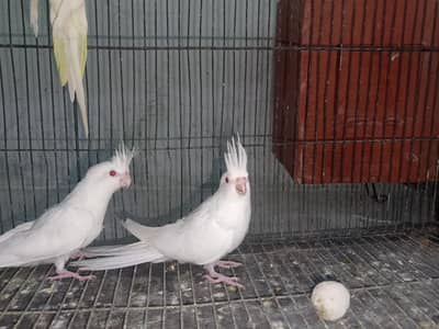 Cockatiel chicks for handtame