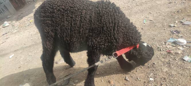 Argent sale karna hy