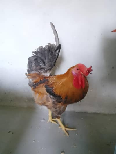 Dasi Murga Beautiful Murga