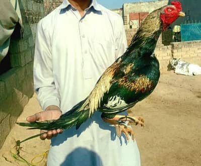 top quality aseel murga for sale hay jis bahi ko chohiya 0344584948