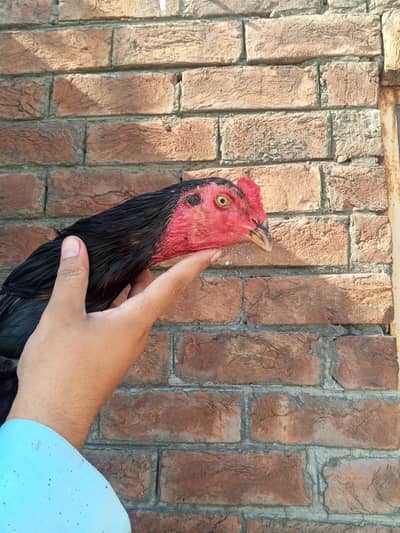 Mushka murgya for sale all ok long hight