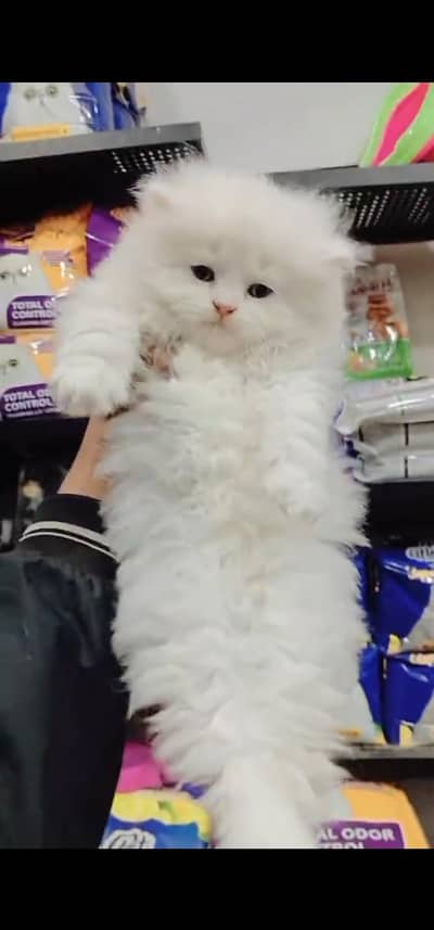 Quality Persian Punch face cat & kitten is 03233614642 WhatsApp