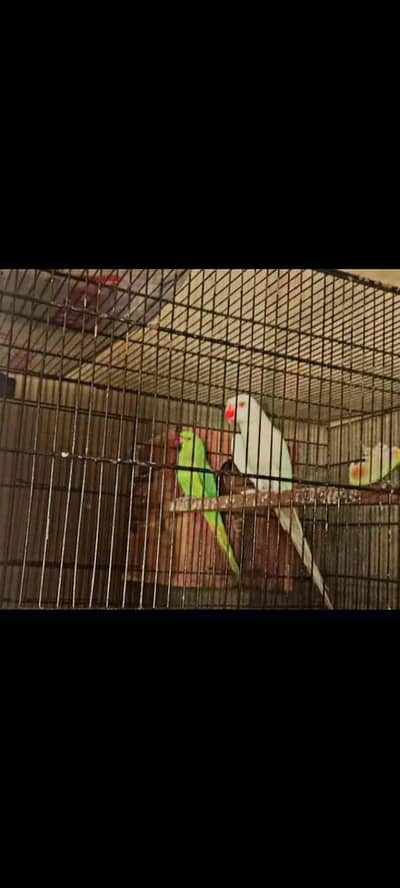 White male X Green female