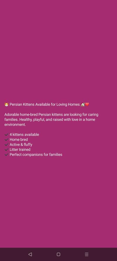 Persian 3 months Male Kittens