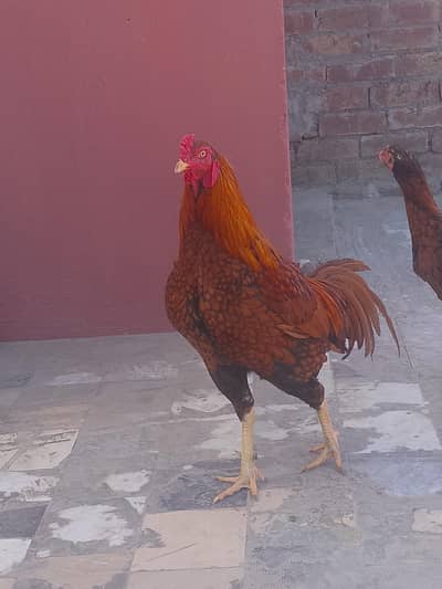 Aseel murga or Two murgiya